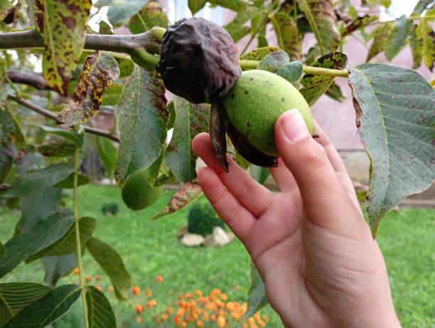 istock A child's hand plucks a walnut from a tree. Ripe walnuts in a cracked green shell. 1711174921
