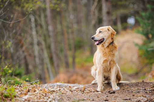 Golden retriever sitting in the forest