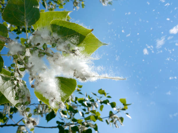 Poplar tree buds Poplar tree buds opening in spring, to show their silky white hairs.Other images in: cottonwood stock pictures, royalty-free photos & images