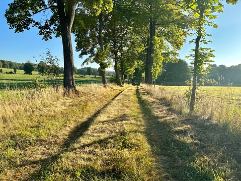 straight road in a field, late summer, lined with trees
