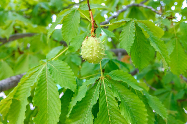 istock Chestnut, Castanea sativa, with its fruits still green inside its shell, waiting for autumn to ripen. 1711179934