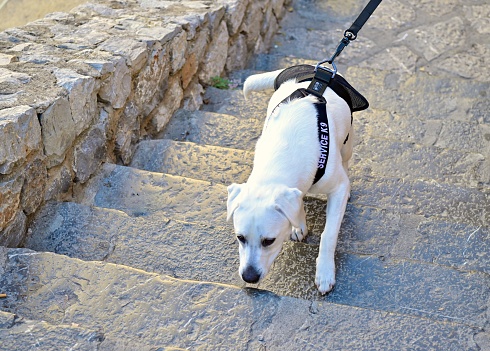 Service dog in Ibiza, Spain