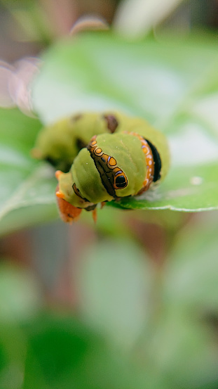 A green caterpillar of a swallowtail butterfly. Papilio machaon caterpillar. Completely hairless or without bristles, these caterpillars painfully climb the nourishing plants, eating continuously