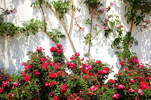 Blossom pink and red flowers with ivy plants decoration on concrete wall in natural sunlight