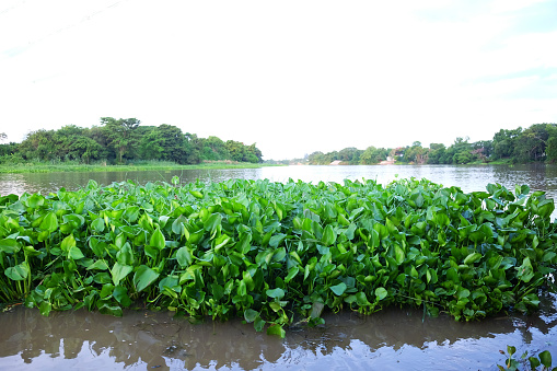 Natural green water hyacinth weed plant in tropical river in Thailand