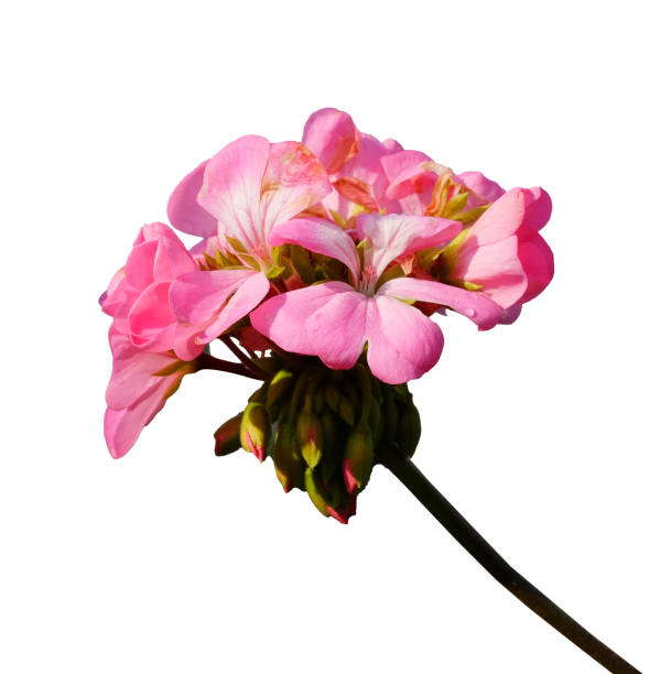 istock Blooming pink poppy flower isolated on white background 1711200467