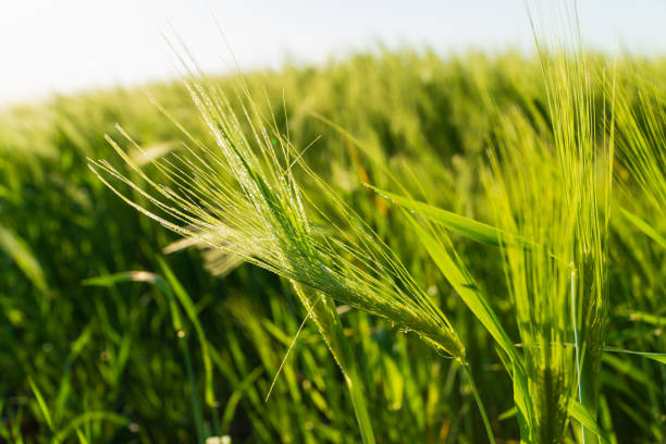 istock Close-up of rye. Rye grows in the field 1711205906