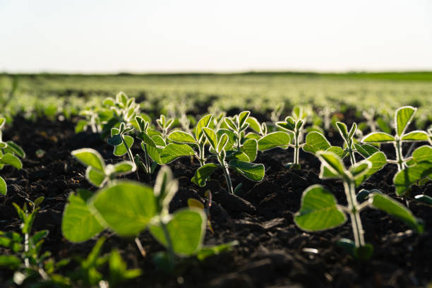 Soy grows in the field. Green soybean sprouts