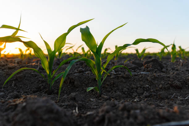 istock Green corn sprouts grow on a field in black soil. Corn field at sunset 1711206437