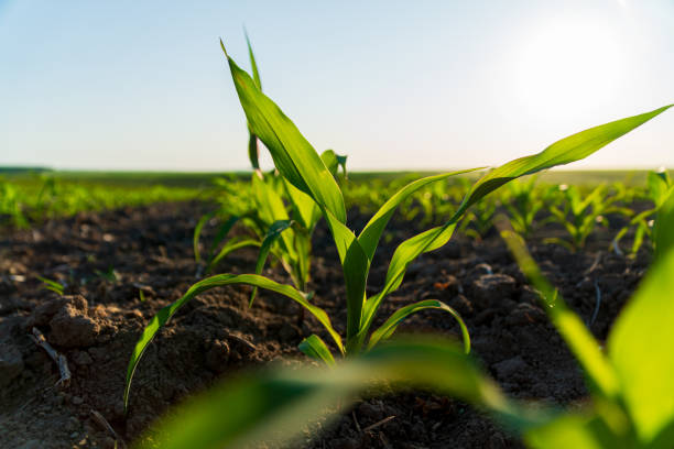 istock Close-up of corn plants in a rural field. Small corn plants 1711206464