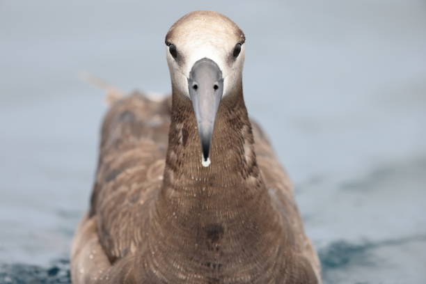The black-footed albatross (Diomedea or Phoebastria nigripes) is a large seabird of the albatross family Diomedeidae from the North Pacific. This photo was taken in Japan.