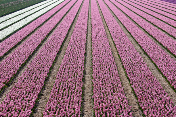 istock hyacinth field in the Netherlands 1711222819