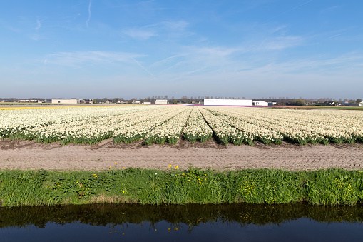 Tractor harvests corn in the field on sunny day with wind turbines and electricity production facilities. Image taken with Nikon D800 and 16-35mm pro lens, developed and processed from RAW and distributed in XXXL size. Location: countryside in Austria