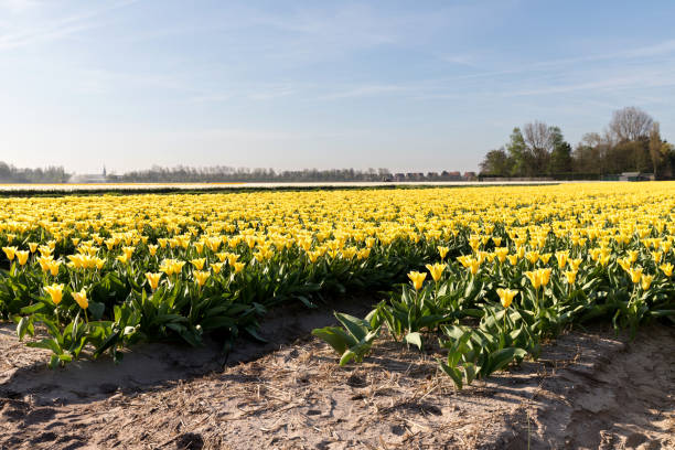 istock tulip field in the Netherlands 1711234221