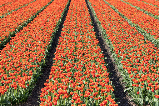 tulip field in the Netherlands