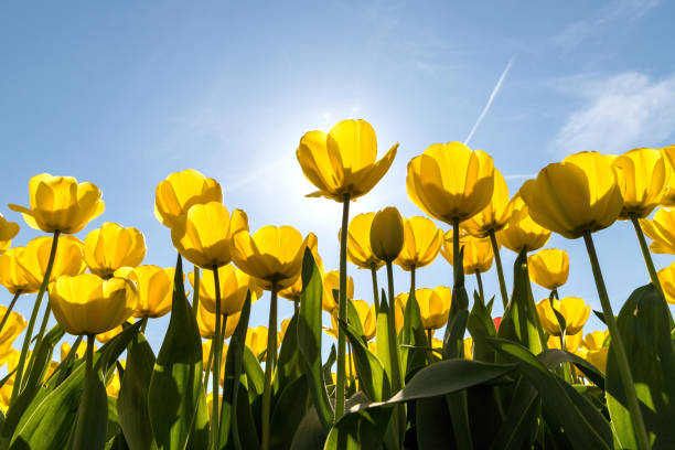 istock tulip field in the Netherlands 1711238706