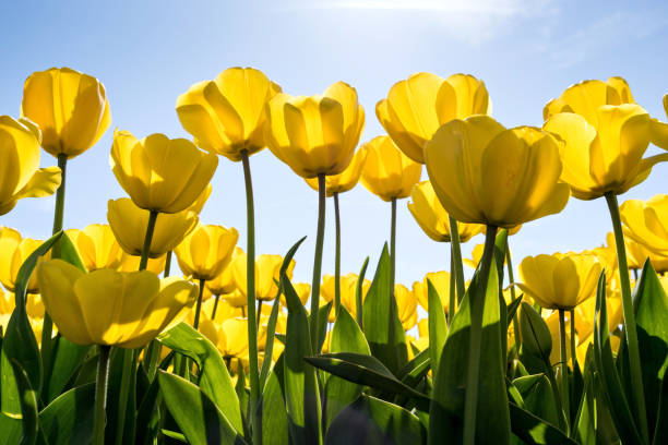istock tulip field in the Netherlands 1711238707