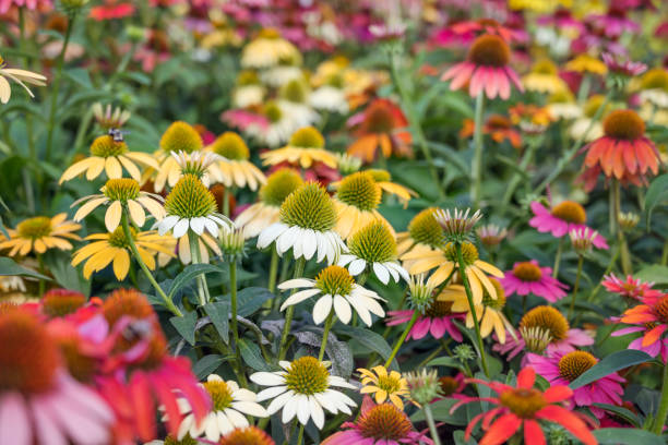 istock Margarita Flowers Blooming in a Spring Meadow 1711250735