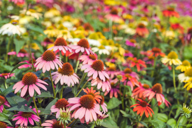 istock Margarita Flowers Blooming in a Spring Meadow 1711250736