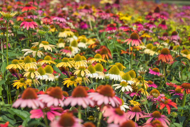 istock Margarita Flowers Blooming in a Spring Meadow 1711250738