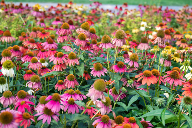 istock Margarita Flowers Blooming in a Spring Meadow 1711250742