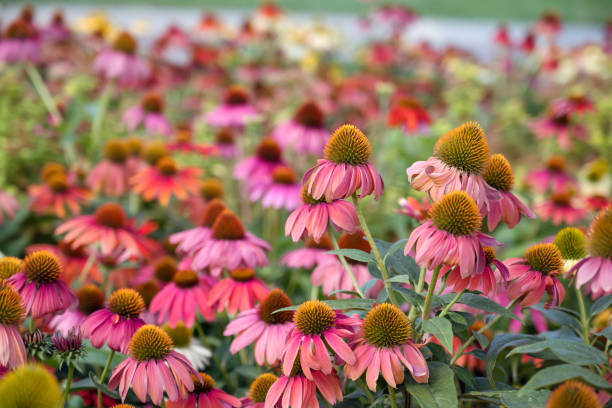 istock Margarita Flowers Blooming in a Spring Meadow 1711250743