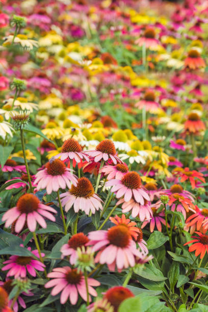 istock Margarita Flowers Blooming in a Spring Meadow 1711250747