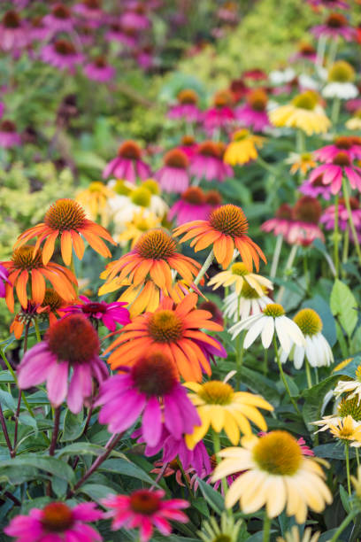 istock Margarita Flowers Blooming in a Spring Meadow 1711251258