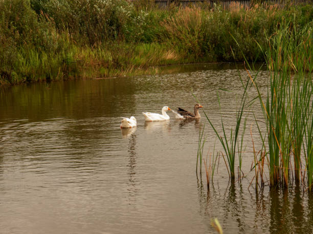 istock White and grey gooses with yellow beaks on pond with green grass 1711254569