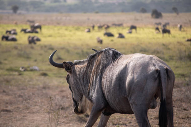 istock Wildebeest at Nairobi National park 1711254591