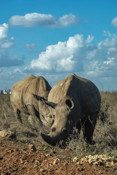 istock Rhinos at Nairobi National Park 1711255137