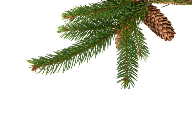 istock Fir tree branch on white. Christmas fir. 1711255693