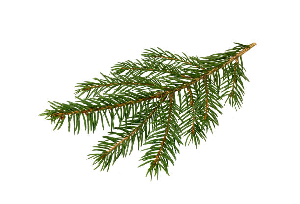 istock Fir tree branch on white. Christmas fir. 1711255702