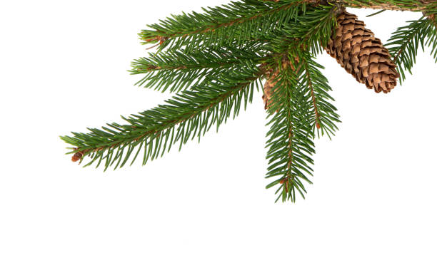 istock Fir tree branch on white. Christmas fir. 1711255704