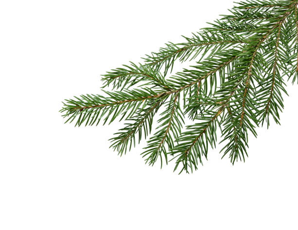 istock Fir tree branch on white. Christmas fir. 1711256235