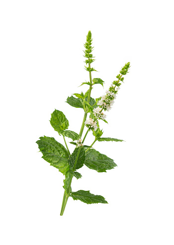 Mint  flower  Isolated on white background. Mint herb.