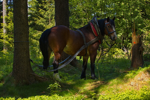 Horse helping by logging in a spruce forest on Suchy Vrch, Pardubice Region,Czech Republic,Europe
