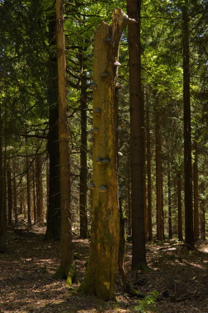 Dead tree with polypore fungis in a spruce forest on Suchy Vrch, Pardubice Region,Czech Republic,Europe