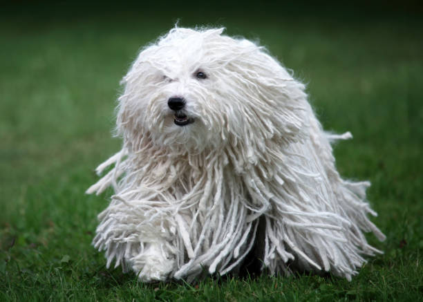 Puli ırkı köpekler