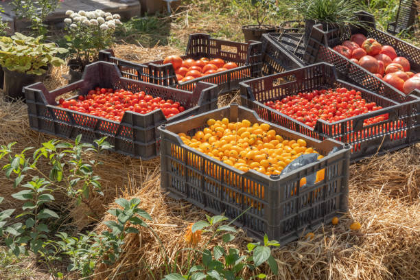 istock Yellow and red tomatoes in plastic boxes on the grass on a sunny day. Harvesting 1711288032