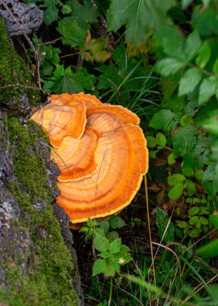 istock beautiful, fresh yellow sulfur pie growing on an old tree trunk 1711289073