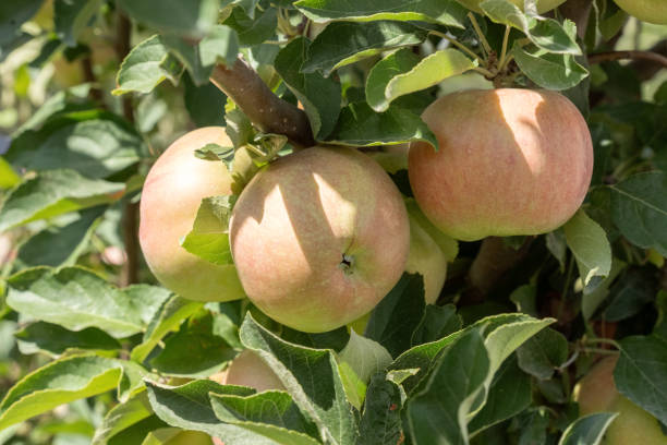 istock Apples ripen on tree branches in the garden. Close-up 1711289584