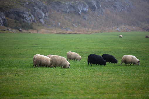 Two border collies rounding flock of sheep on a meadow