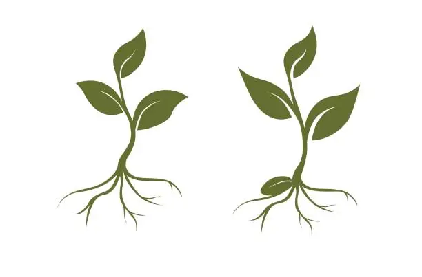 Vector illustration of Vector sprouts, three leaves, roots, seed