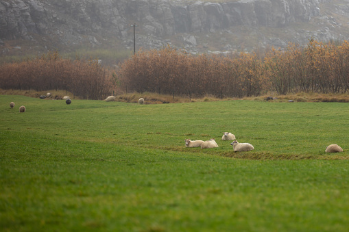 Adorable Sheep Sleeping