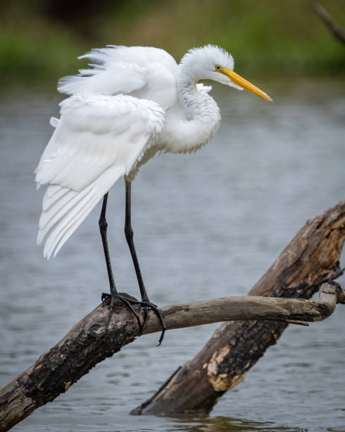 istock Great Egret portrait and flying at Huntley Meadows Park 1711309451