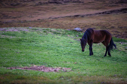Horses in Iceland. Wild horses in a group. Horses on the Westfjord in Iceland. Composition with wild animals. Travel -image