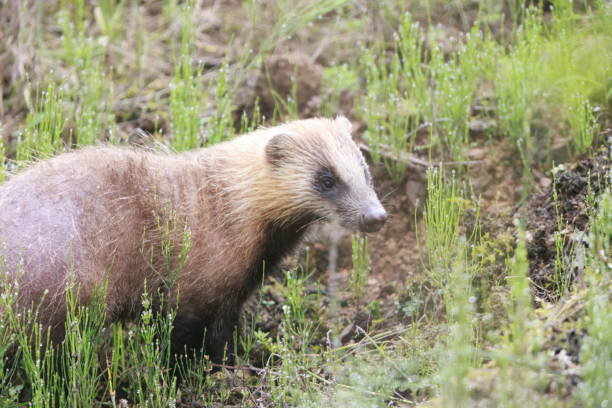 istock The Japanese badger (Meles anakuma) in Japan 1711315156