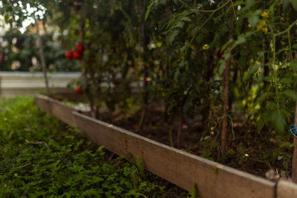Red tomatoes growing in the vegetable garden