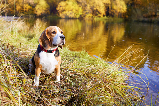 A beagle dog sits in the dry grass by the river. The yellow foliage of the trees is reflected in the river. Colorful autumn landscape.